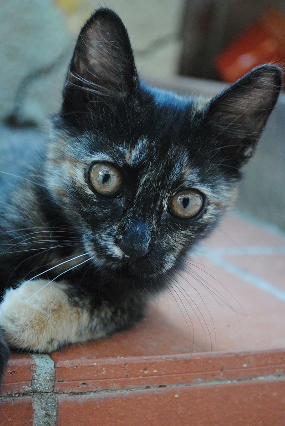 kitten, cute cat, kitty, feline, domestic, animal, pet, mammal HD wallpaper