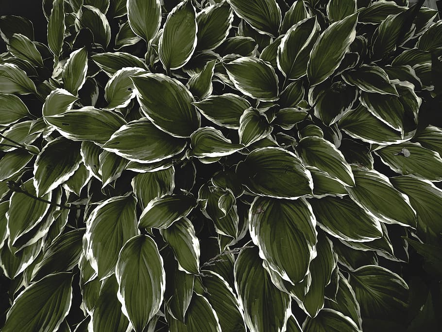 green leaves, green-and-white leafy plants, foliage, painting HD wallpaper