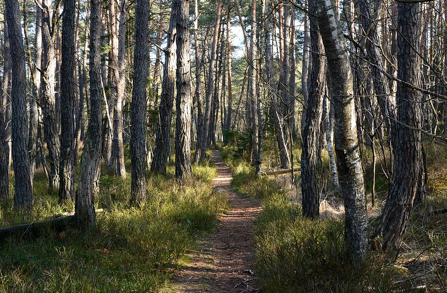 forest, pine, away, path, hiking, trail, autumn, nature, leisure HD wallpaper
