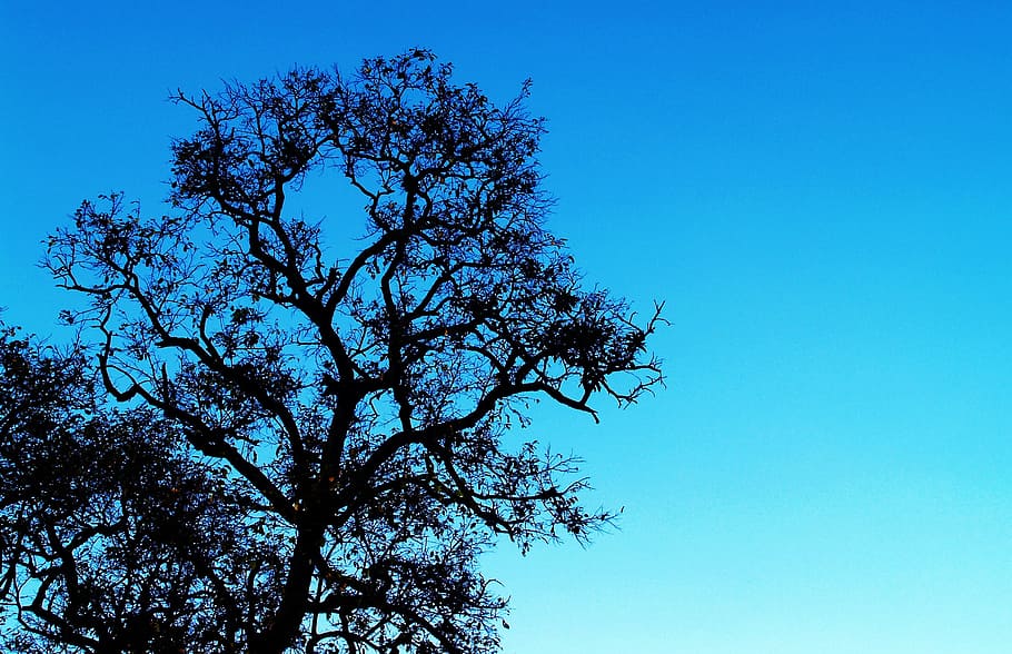 nature, sky, branches, leaves, background, colors, daylight, environment HD wallpaper