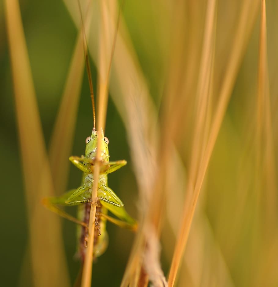 grasshopper, insect, macro, plant, animal, close-up, animal themes HD wallpaper