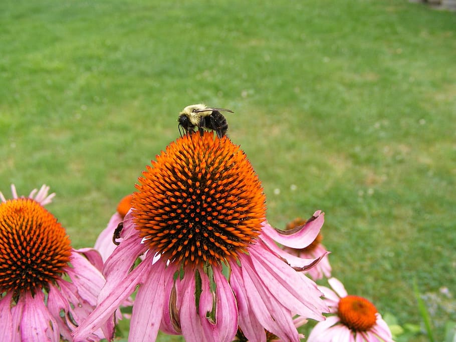 Bee, Bumble, Collecting, Nectar, Nature, garden, pink, floral HD wallpaper