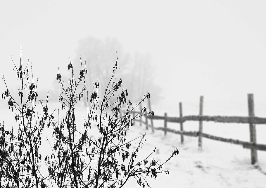 snow, winter, cold, landscape, fence, wintry, white, forest HD wallpaper