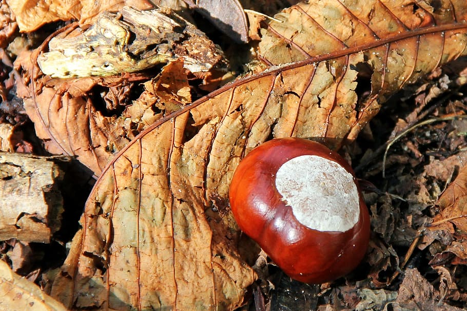 chestnut, buckeye, autumn, brown, forest, ground, leaves, nature, HD wallpaper