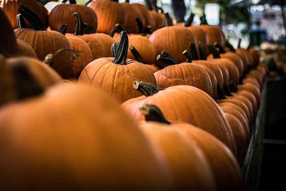 selective focus photography of pumpkin on shelf, focus photo of pumpkins HD wallpaper