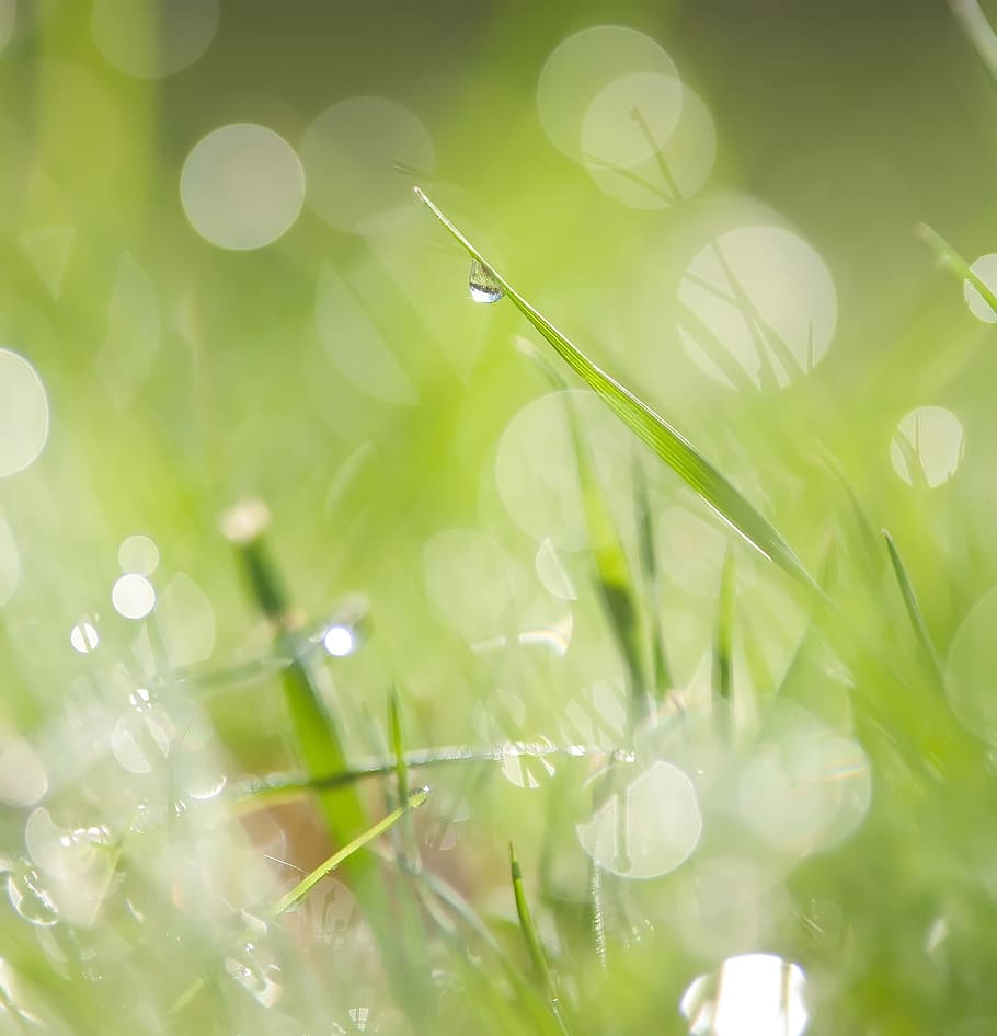 green grass field, meadow, lawn, lush, leaves, leaf, plant HD wallpaper