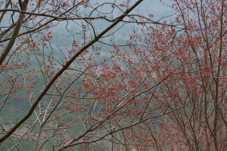 Trees, Pink, Nature, Scenery, branch, bare tree, beauty in nature HD wallpaper