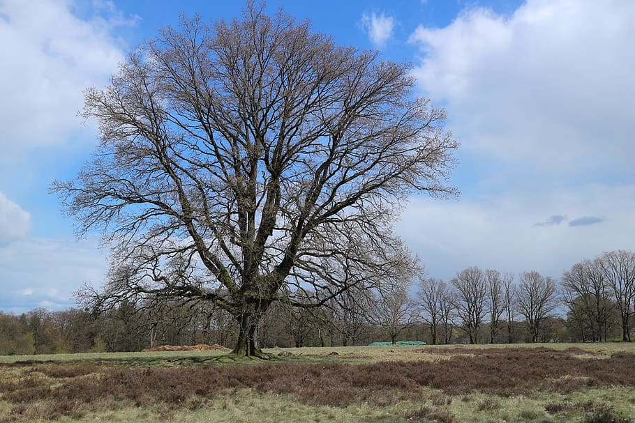 tree, landscape, heide, nature, sky, bare tree, cloud - sky HD wallpaper