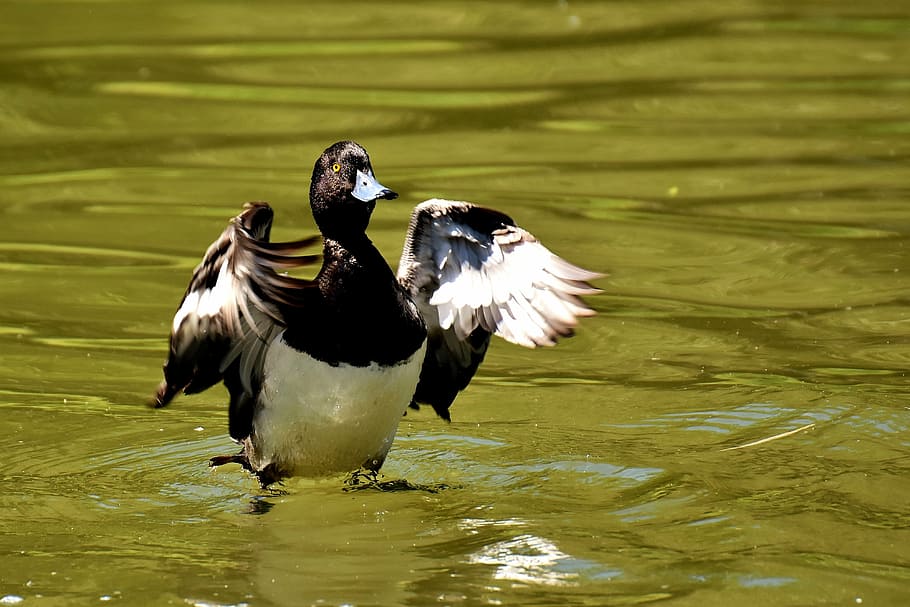 closeup photo of black and white duck on water at daytime, tufted duck HD wallpaper