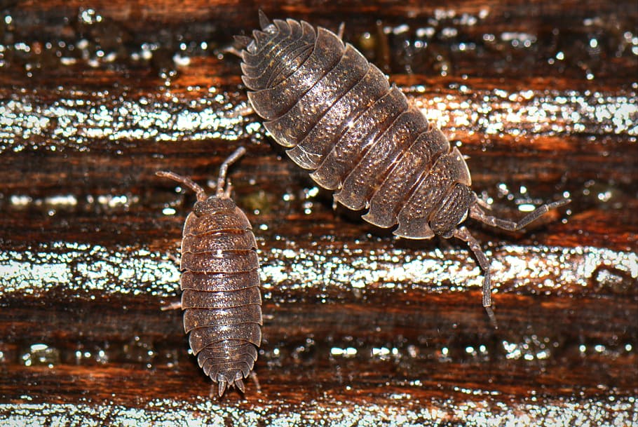 Insects, Animals, Macro, ressemblance, no people, close-up HD wallpaper