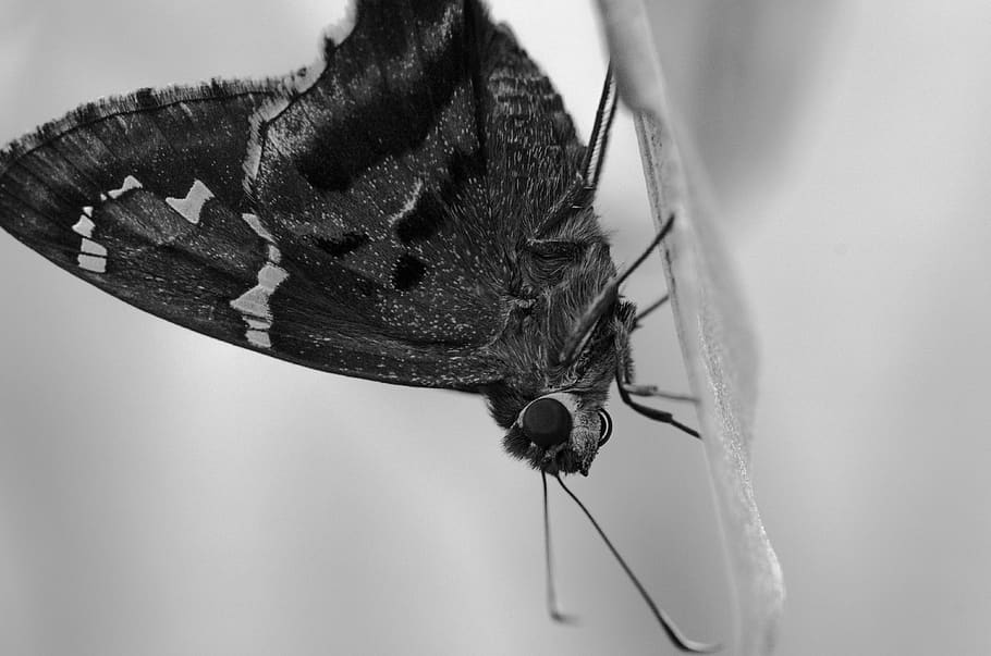 moth, insect, nature, animal themes, animal wing, one animal HD wallpaper