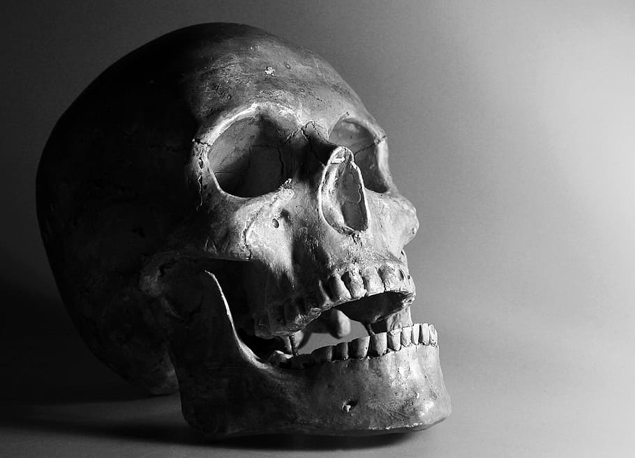 gray skull in close-up photography, bone, smile, human Skull