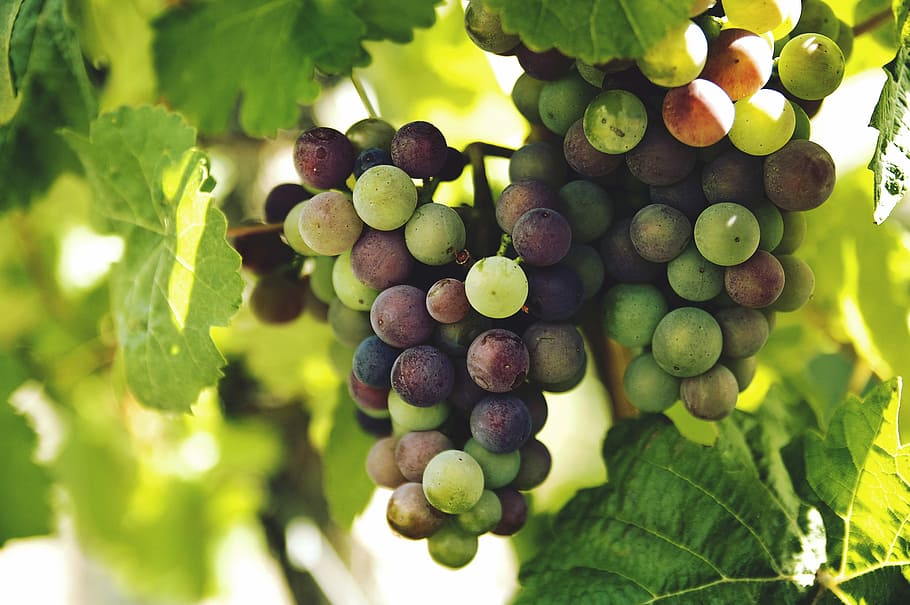 grapes on trunk photography, selective focus photography of white and red grapes HD wallpaper