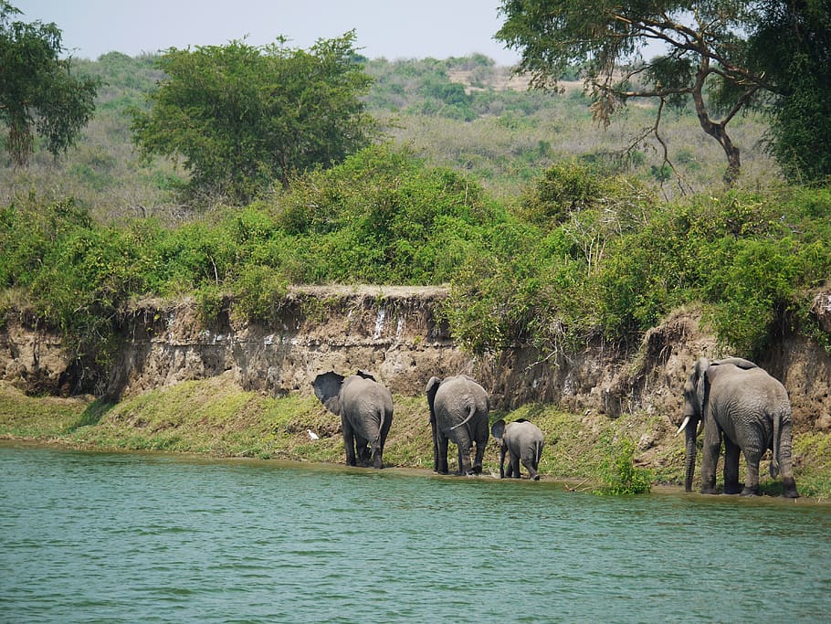 elephant, uganda, bluff, refreshment, animals, children, boy HD wallpaper