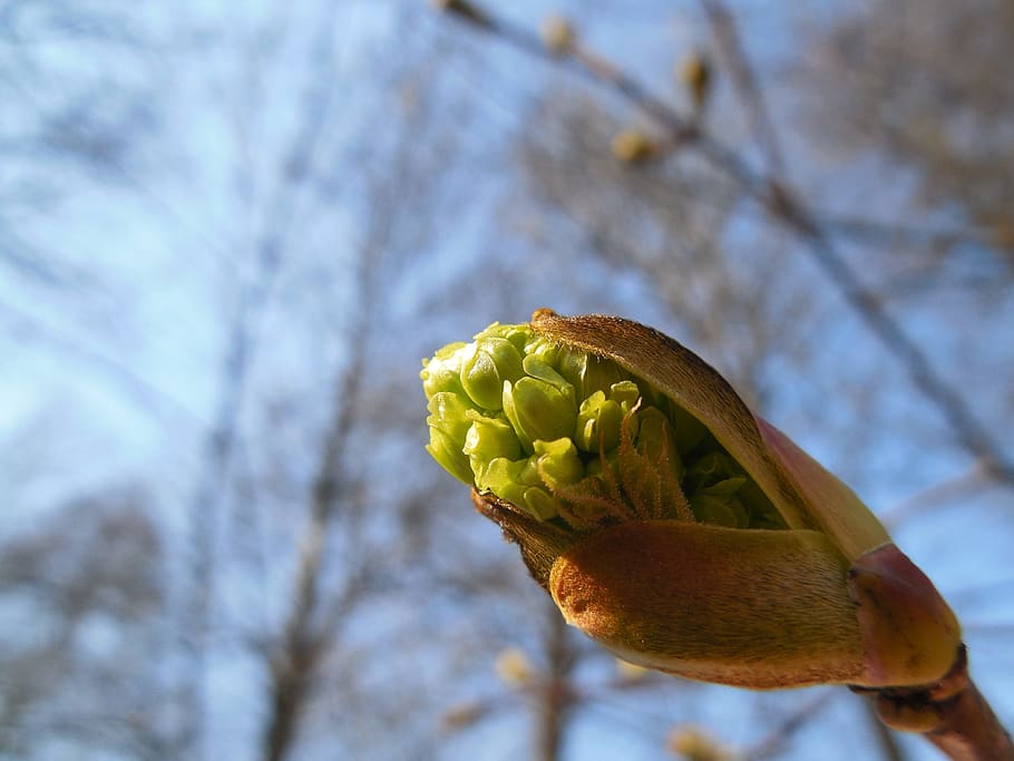 a blooming bud, spring, nature, tree, branch, plant, growth HD wallpaper