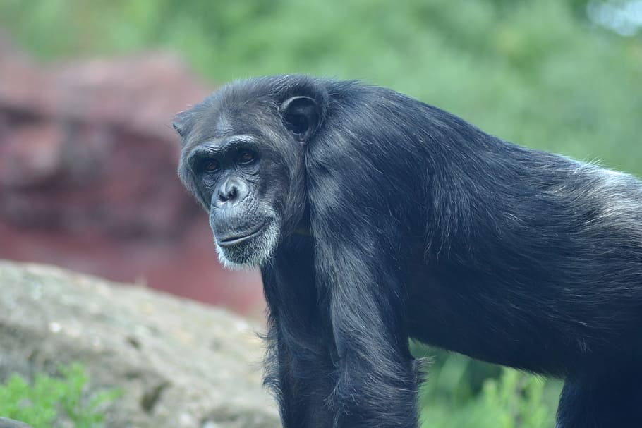 zoo, close, chimpanzee, monkey, old, africa, one animal, mammal HD wallpaper