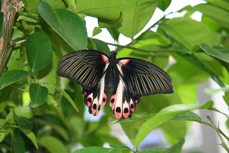 butterfly, nature, insect, close, macro, butterfly - Insect HD wallpaper