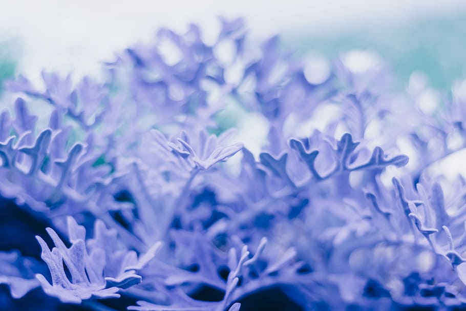 Blue leaves in macro, selective focus photo of purple leafed plant HD wallpaper