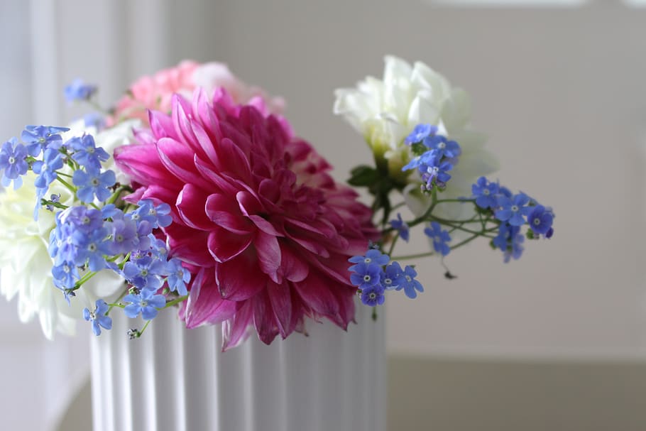 flowers, within, rose, flowering plant, freshness, vulnerability HD wallpaper
