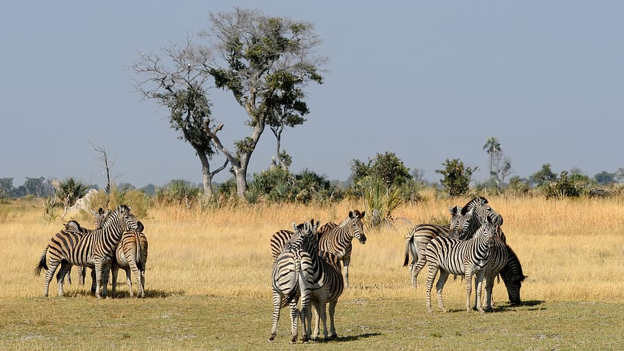 group of zebra on forest, botswana, okavango delta, zebras, group of animals, HD wallpaper