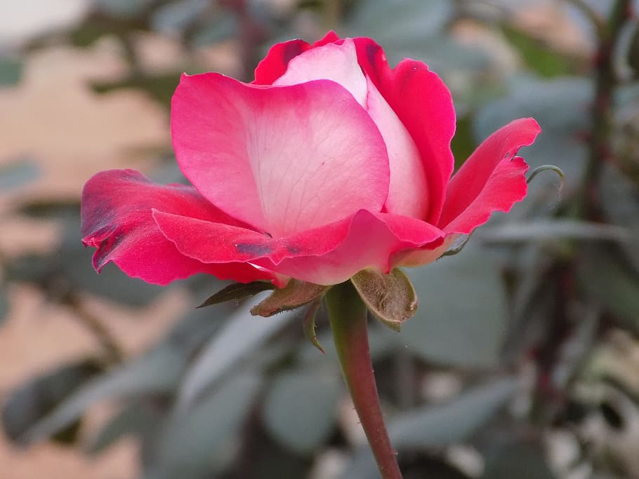 Flower, Macro, Pink, Love, Floral, rose, petals, fresh, close up HD wallpaper