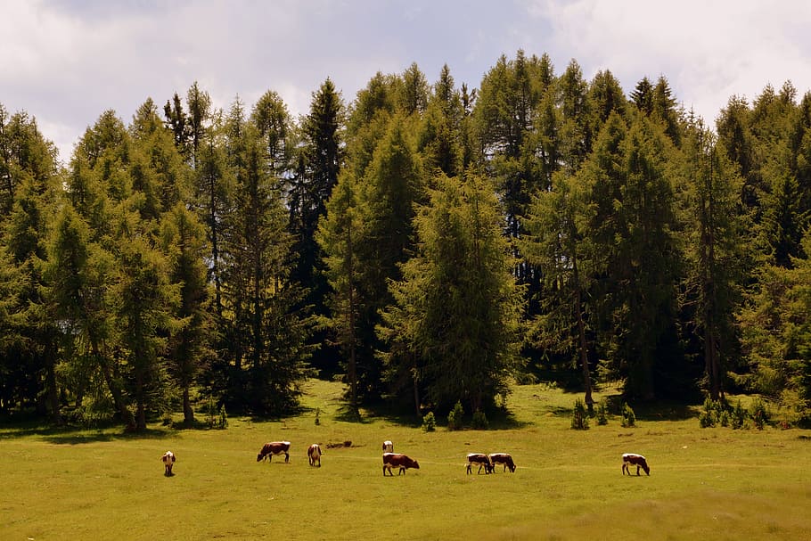 prato, forest, pasture, cows, bovino, alp, animals, mountain, HD wallpaper