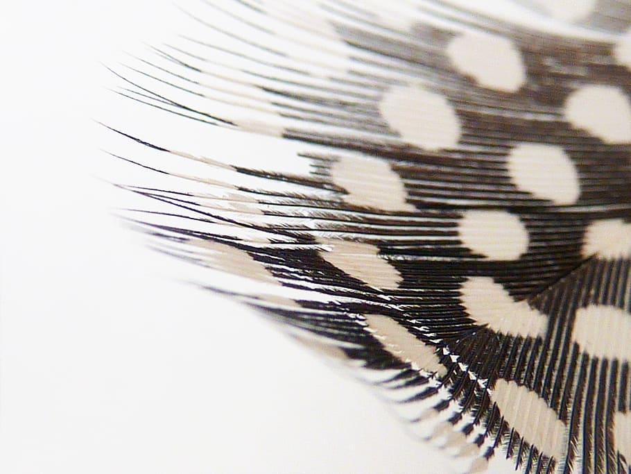background, pattern, feather, white, corpses, lightweight, bird feather HD wallpaper