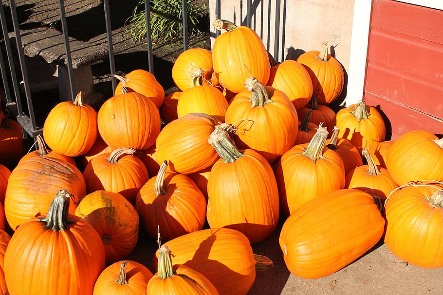 pumpkins, fall, autumn, orange, halloween, holiday, season HD wallpaper