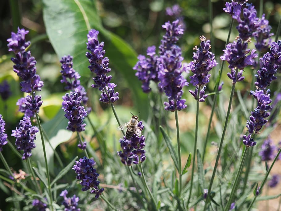 flower, bee, plant, flowering plant, purple, vulnerability HD wallpaper