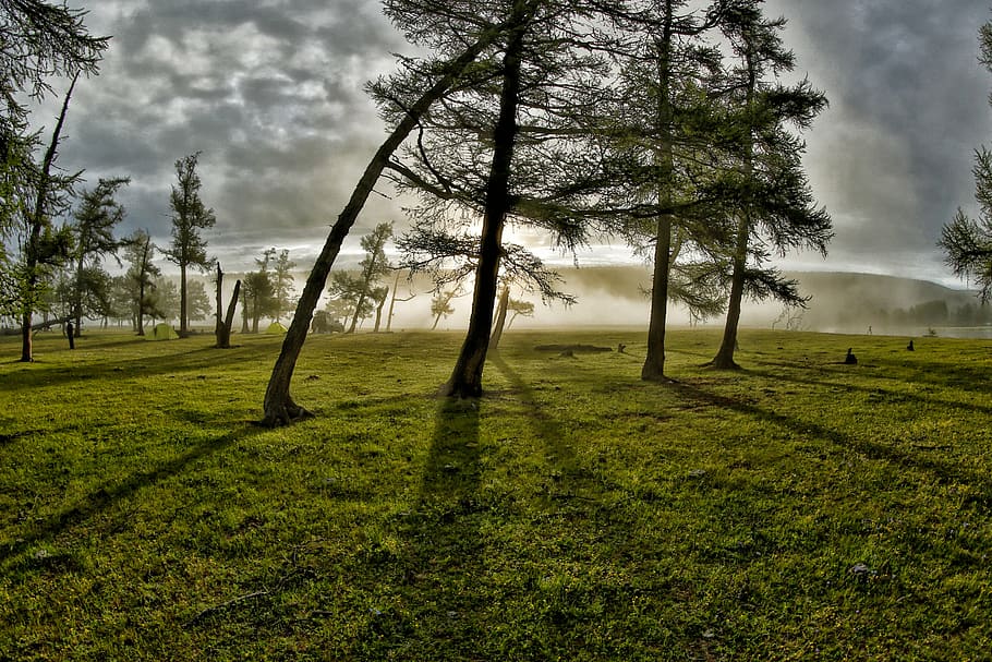 trees on grass field during sunrise, groves, morning mist, light, HD wallpaper
