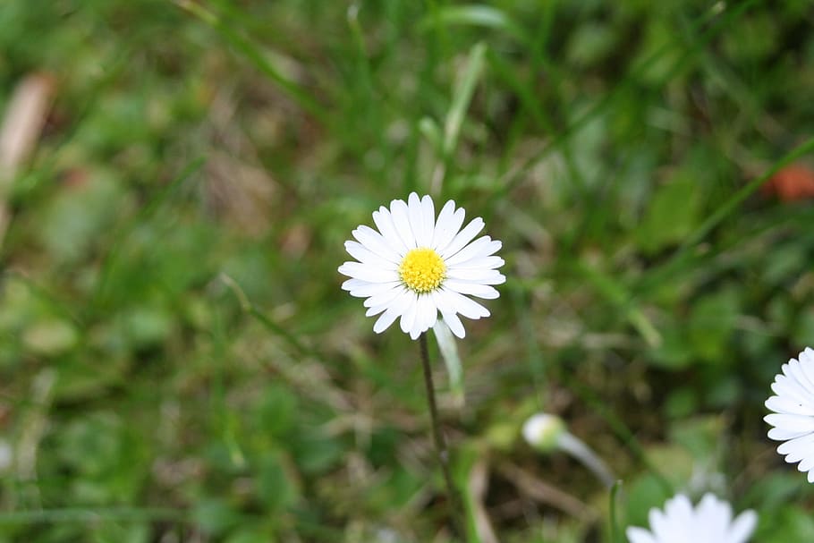 Daisy, White Flower, Rush, nature, plant, meadow, summer, grass HD wallpaper