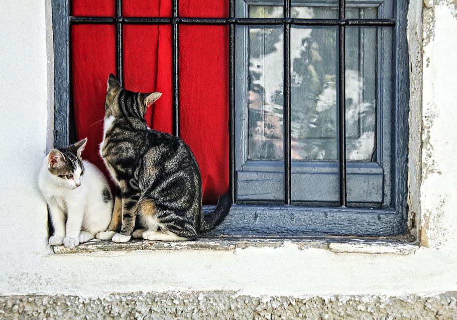 two white and grey cats sits near window of house during daytime HD wallpaper