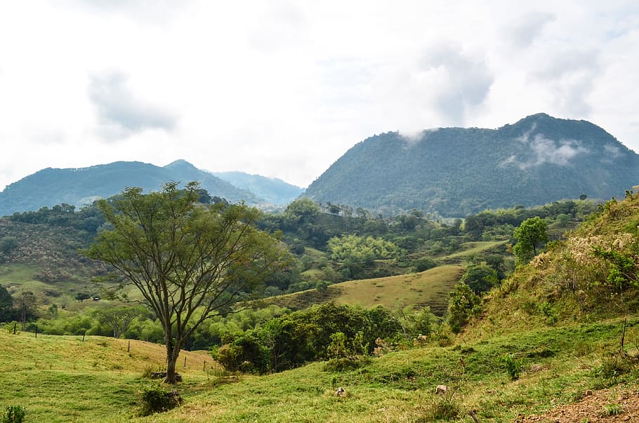 tree, mountain, field, scenics - nature, landscape, tranquil scene HD wallpaper
