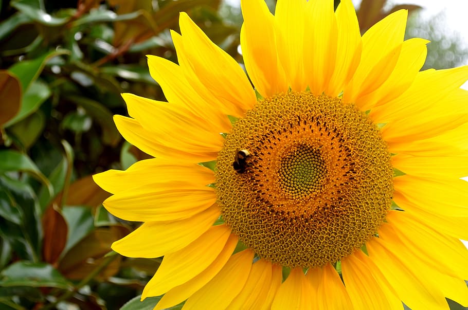 Sunflower, Bee, Yellow, Nature, Plants, macro, summer, petal HD wallpaper