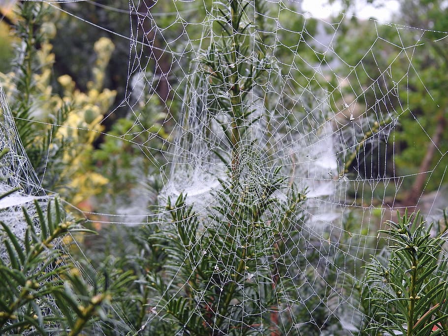 canvas, spider, garden, plant, spider web, fragility, growth HD wallpaper