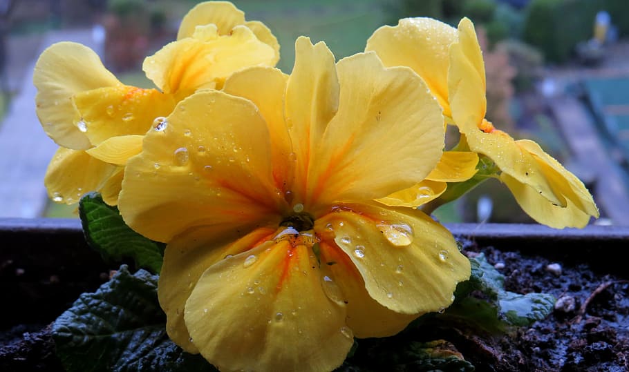 cowslip, raindrop, yellow, close, blossom, bloom, garden, bright HD wallpaper