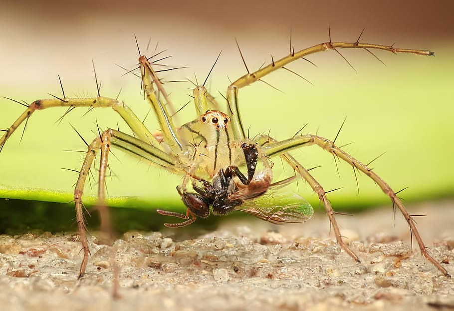 closeup photo of yellow spider carrying prey, insect, macro HD wallpaper