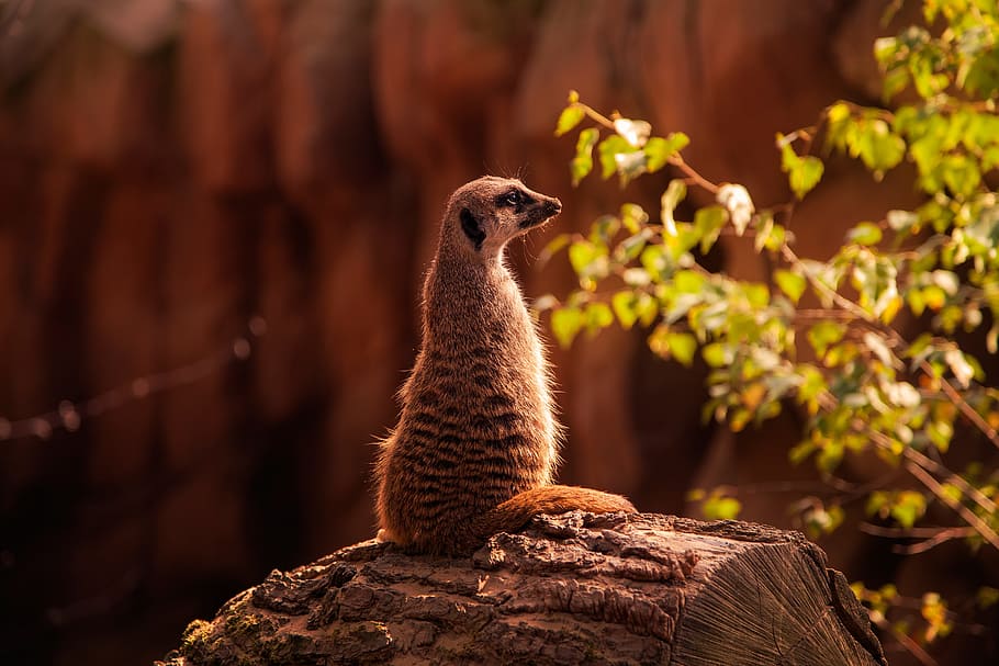 meerkat, tree trunk, nature, animal wildlife, animals in the wild HD wallpaper