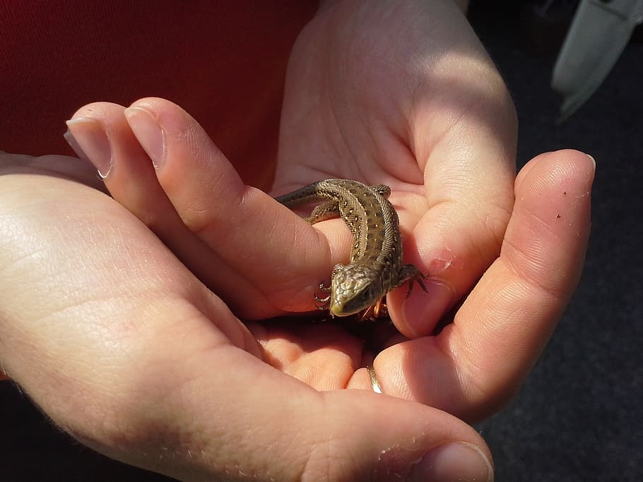 hands, lizard, animal, nature, human hand, human body part HD wallpaper