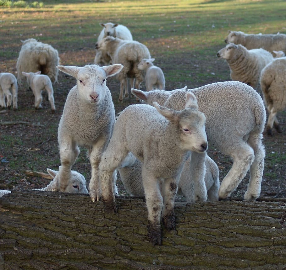 Sheep, Lambs, Easter, schäfchen, young animal, animal themes HD wallpaper