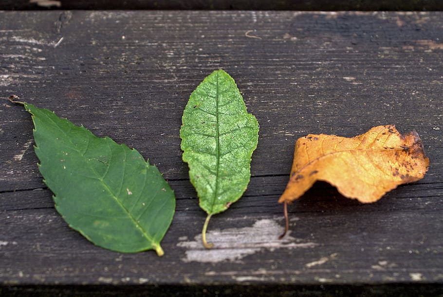leaf, autumn, bench, nature, plant part, green color, close-up HD wallpaper