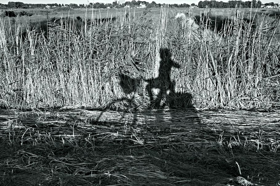 Shadow, Cyclist, Bicycle, Biking, Reeds, skyline, shadow of someone riding a bike HD wallpaper