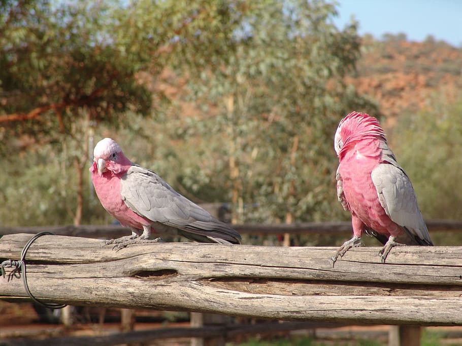 Galah, Bird, Australia, Pink, two animals, animal themes, perching, HD wallpaper