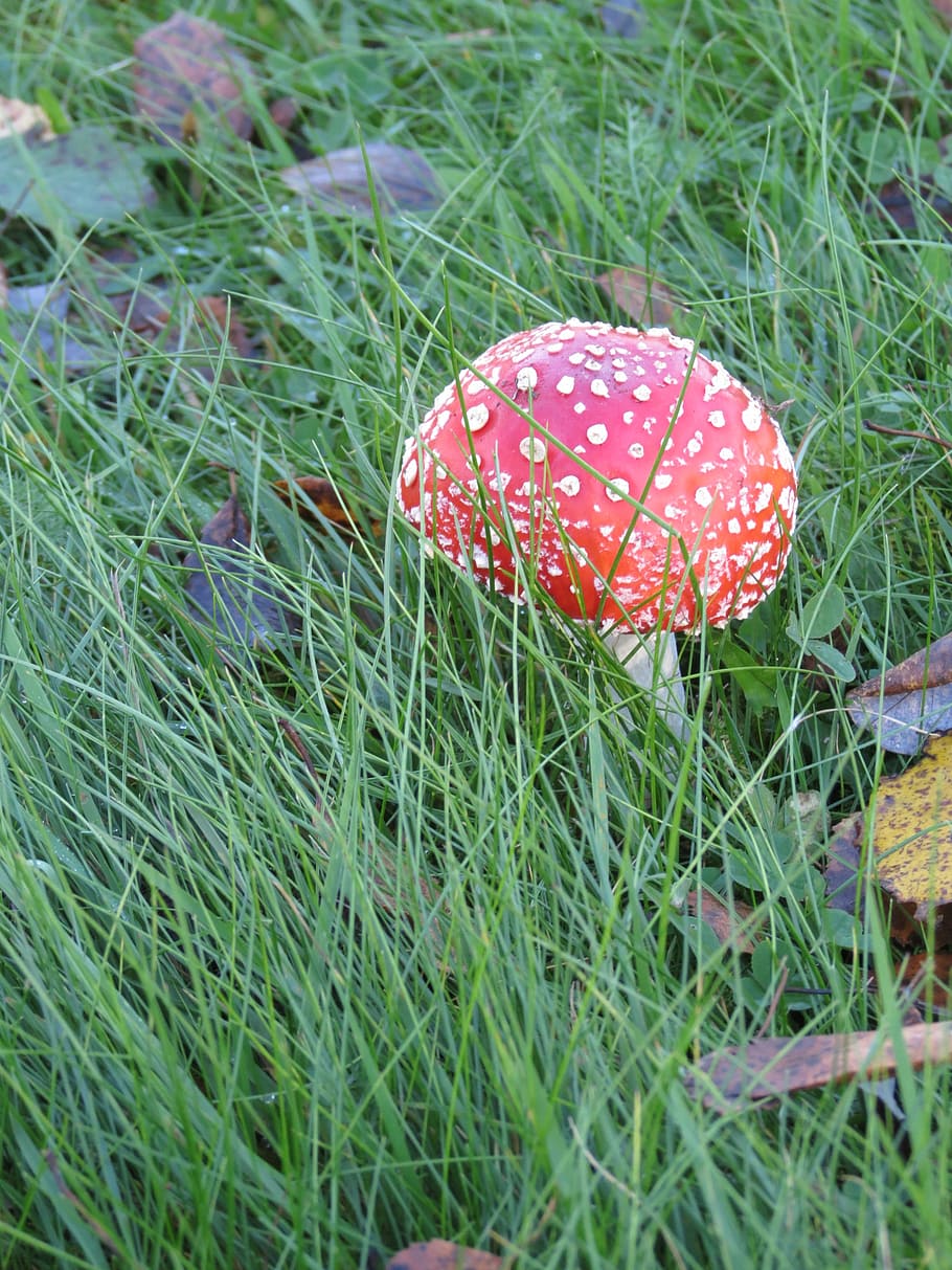 fly agaric, red, heinikko, toxic, autumn, mushroom, growth HD wallpaper