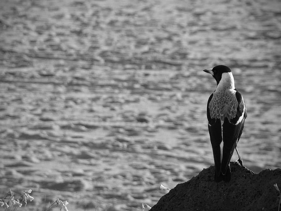 Magpie, Bird, Crow, Corvidae, Coast, ocean, holarctic, wildlife HD wallpaper