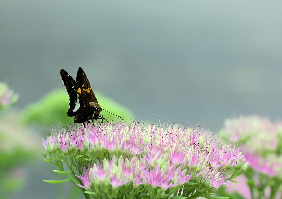 butterfly, moth, insect, feeding, bright, nectar, sedum, colorful HD wallpaper