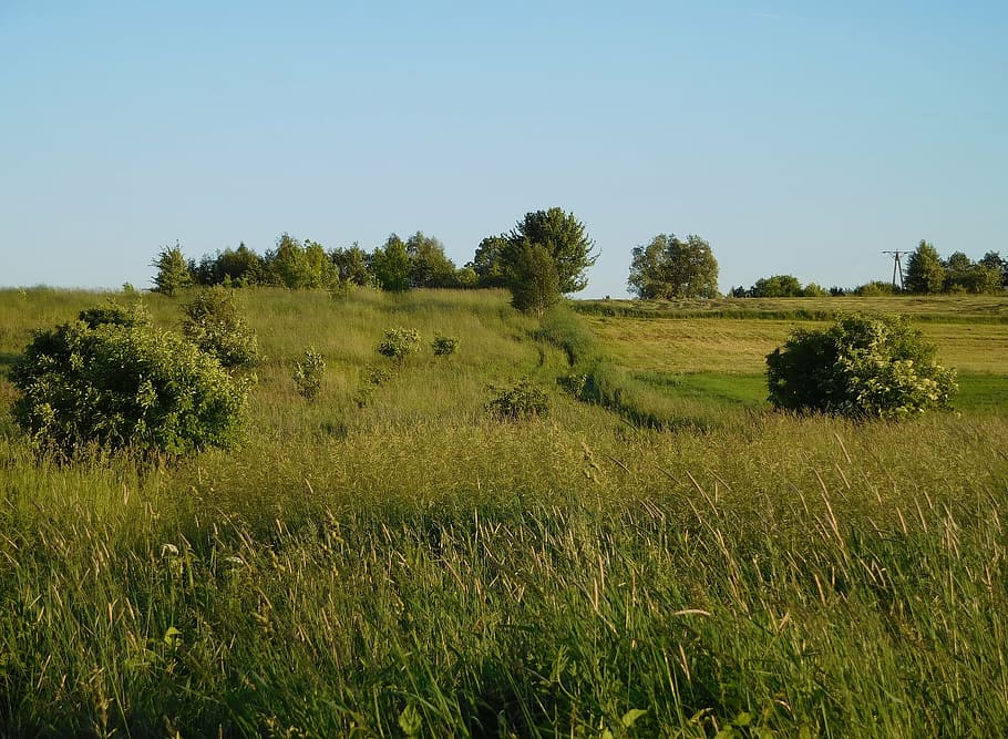 way, balk, grass, relaxation, green, nature, landscape, holiday HD wallpaper