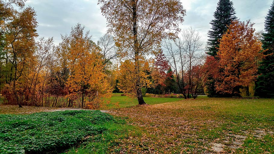 park, autumn, tree, foliage, october, nature, poland, autumn gold HD wallpaper