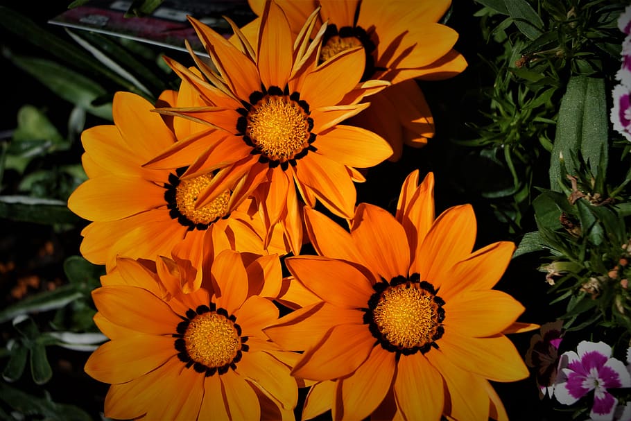 flowers, nature, spring, flowering plant, freshness, petal HD wallpaper