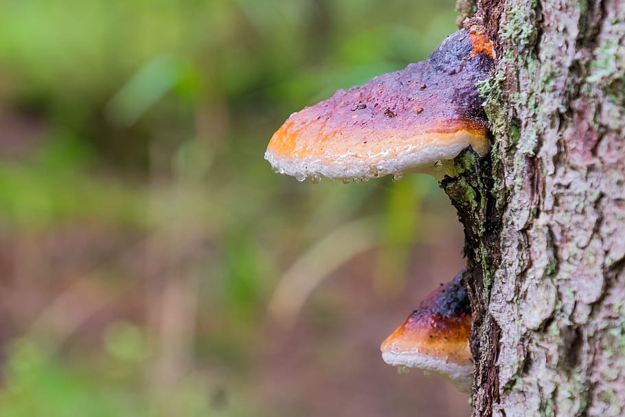 Fungus, Tree, Wet, Mushroom, Trunk, Wood, forest, water, ecology HD wallpaper